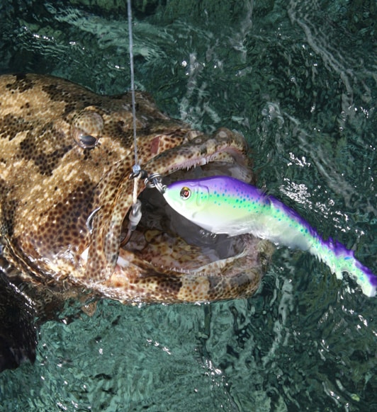 07_flowery_cod_brownmarbled_grouper_lizard_island_australia.jpg