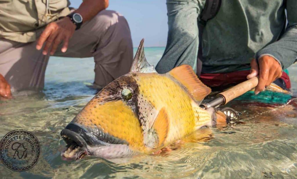Fishing Africa's Red Sea off Sudan - Yellowmargin Triggerfish