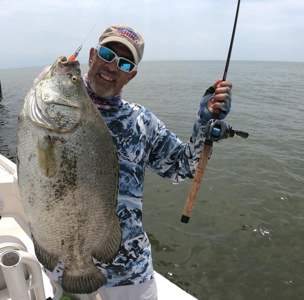 A portly 12- to 14-pound tripletail