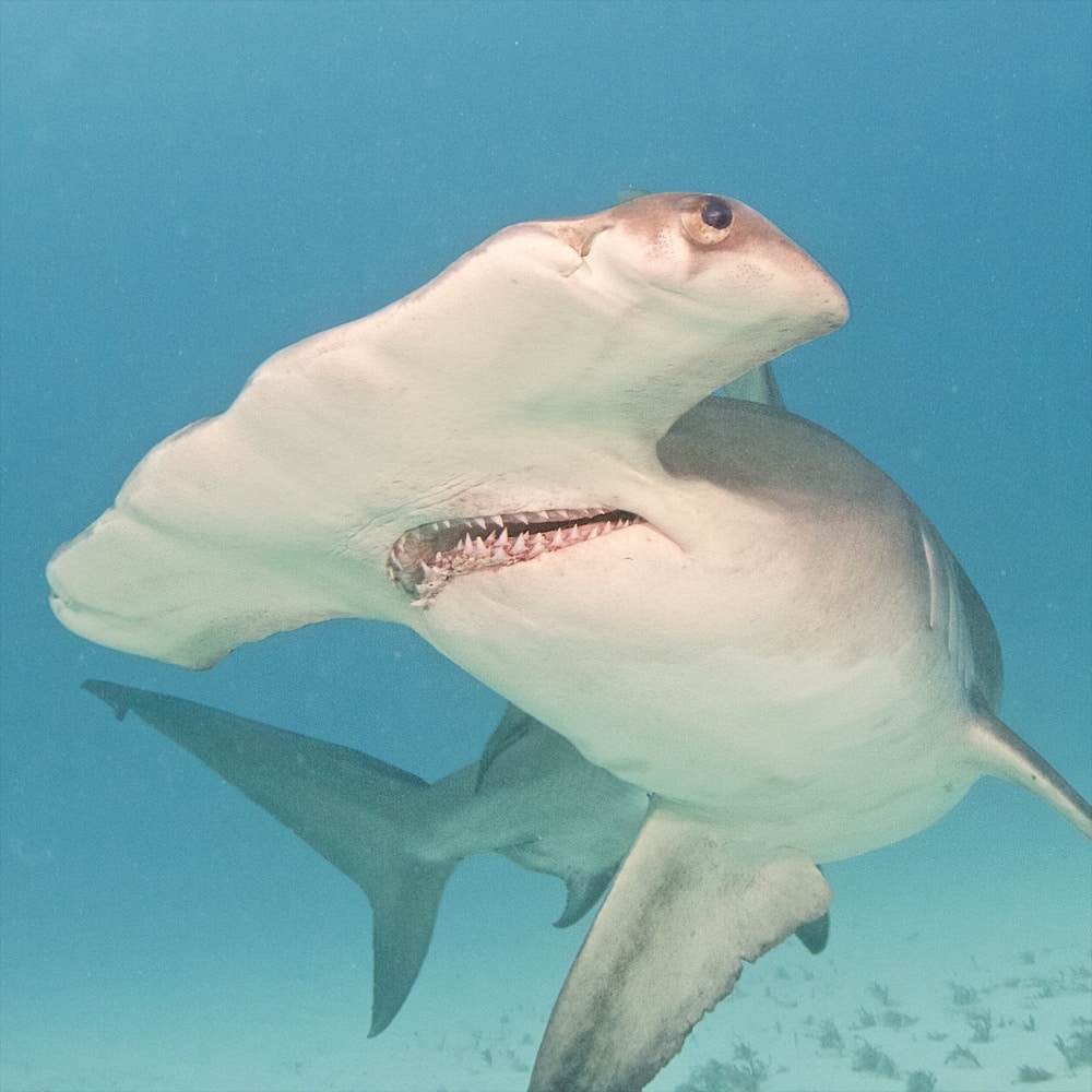 Hammerhead shark underwater