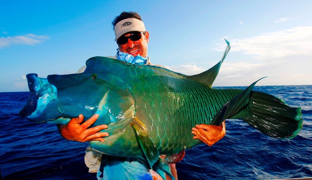 Amazing Napoleon wrasse before its release in French Polynesia