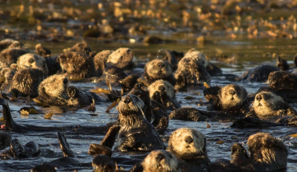 Fishing British Columbia's Spectacular Coast - sea otters