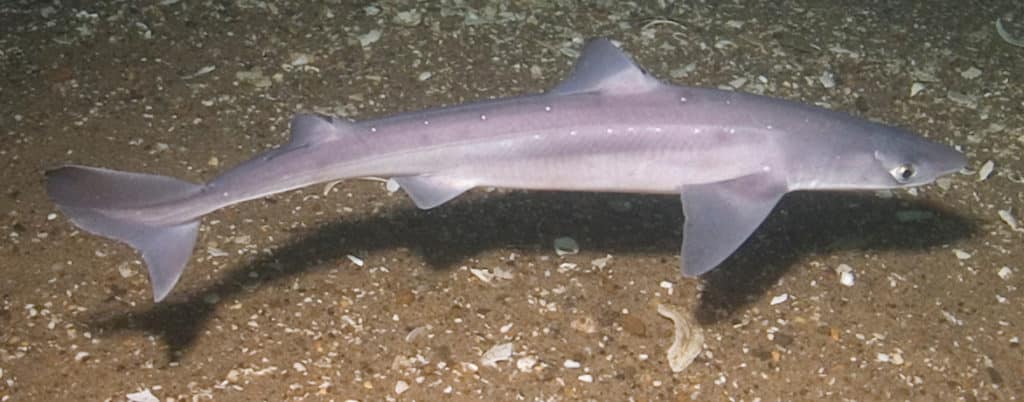 07a nmfs-spiny dogfish 4 sfm.jpg