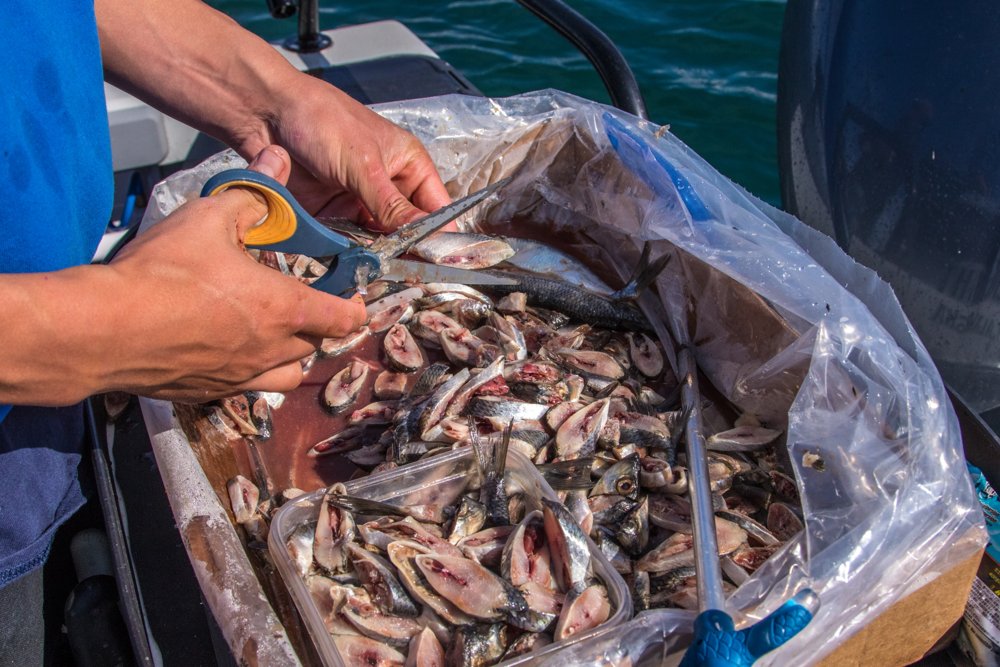 Capt. Andy Mezirow cuts herring for silver salmon bait