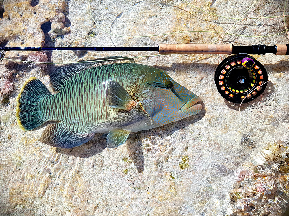 fly fishing wrasse anaa atoll