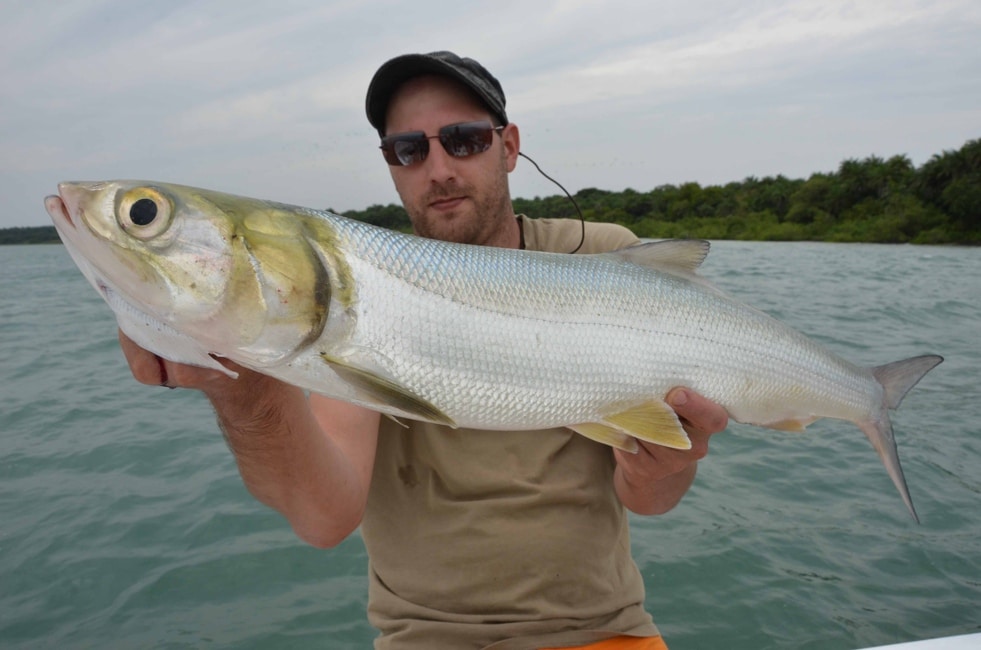 Best fishing vacation Bijagos, Guinea-Bissau, ladyfish