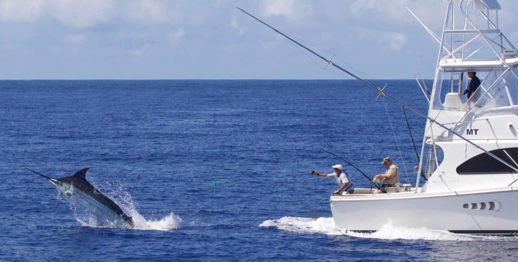 In calmer waters, backing down in pursuit of a behemoth off Faial Island, the mate waits, ready to make the wire.