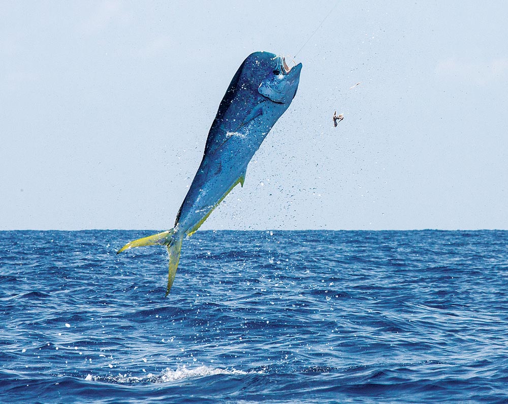 Jumping mahimahi dorado dolphinfish