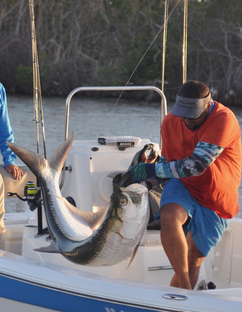 Puerto Rico fishing guide attempts to hold up a large tarpon for a pre-release photo