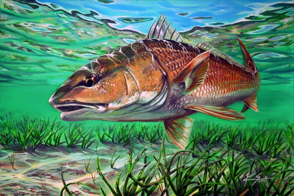 08 _redfish hunt_.jpg