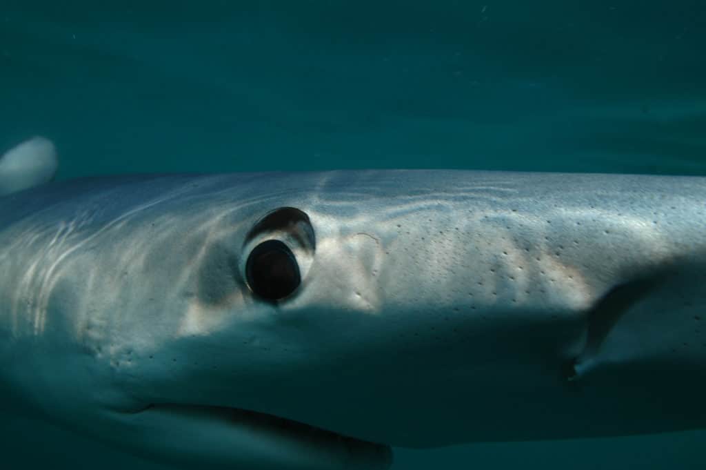 08 gallagher blue shark 4 sfm.jpg