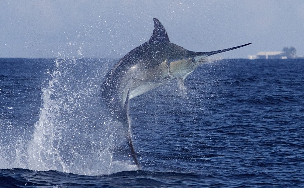 jumping blue marlin in Kona, Hawaii