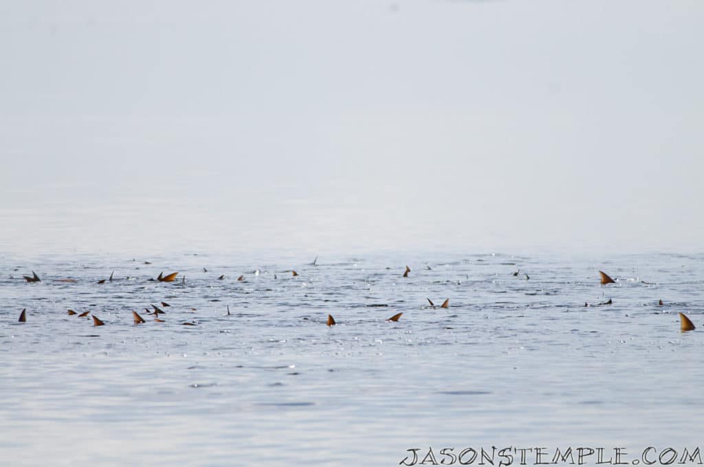 Florida Bay tailing redfish