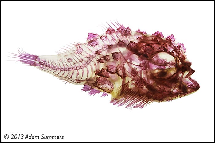 spiny lumpsucker dyed bleached fish art