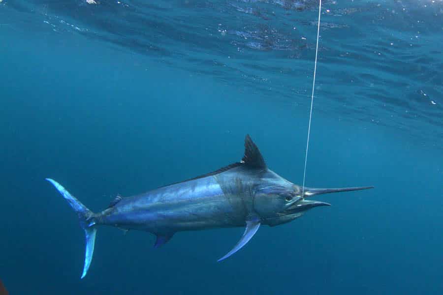 Underwater black marlin hooked on a fishing line