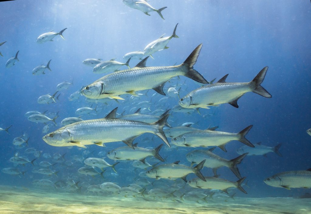Underwater world of Florida Game Fish -- tarpon and jacks