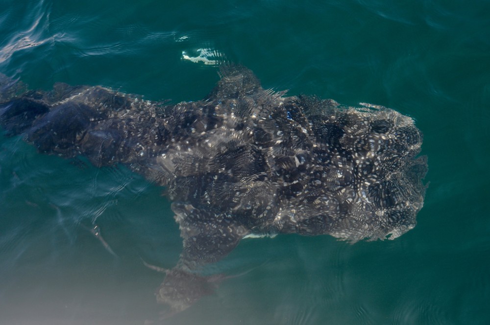 large whale shark