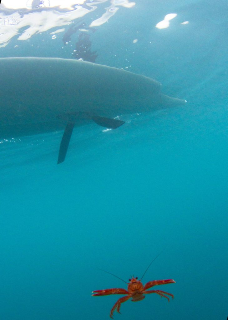 Kayak fishing Cedros Island, Baja -- space alien threatens kayak anglers