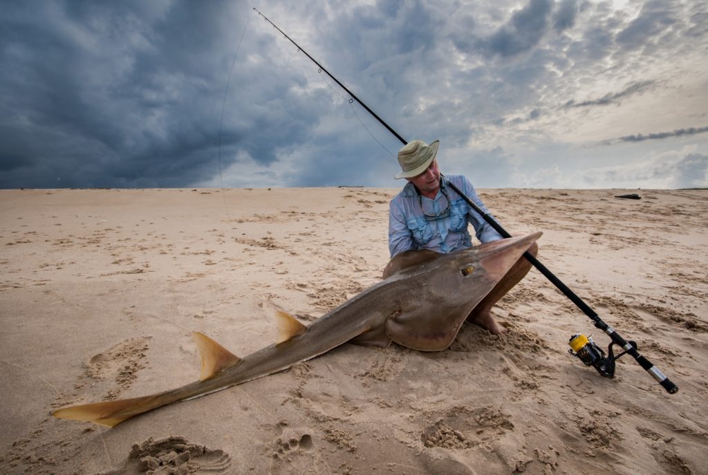 Fishing Gabon's Breathtaking Beaches - the exciting guitarfish