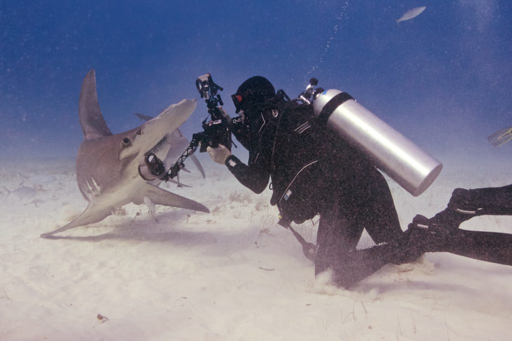 SCUBA diver and hammerhead shark underwater