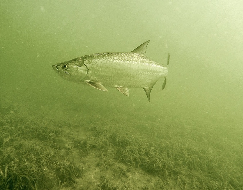 Underwater tarpon swimming shallow water Hawks Cay, Florida Keys,