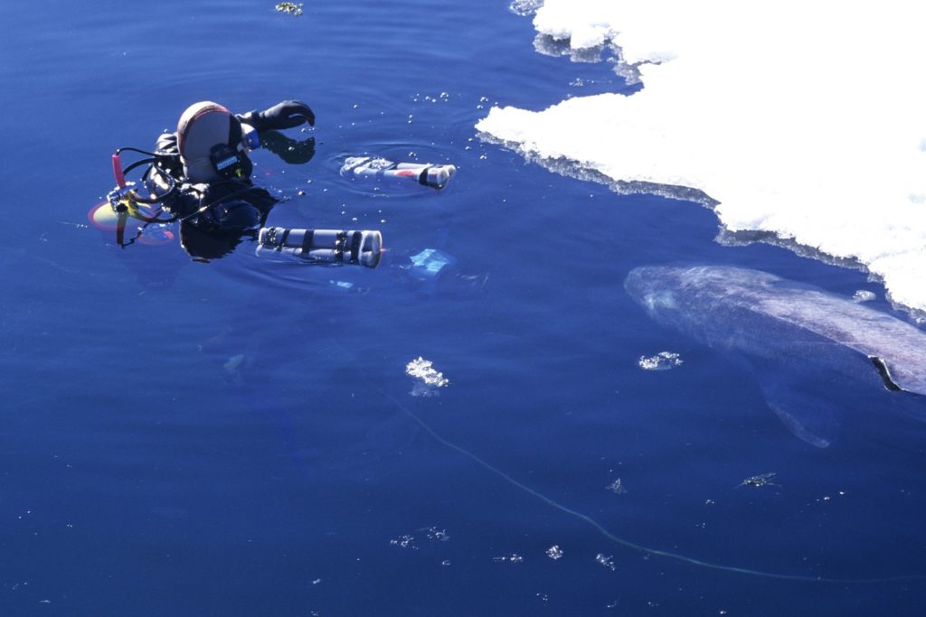 Discovery Channel film crew Greenland sharks underwater