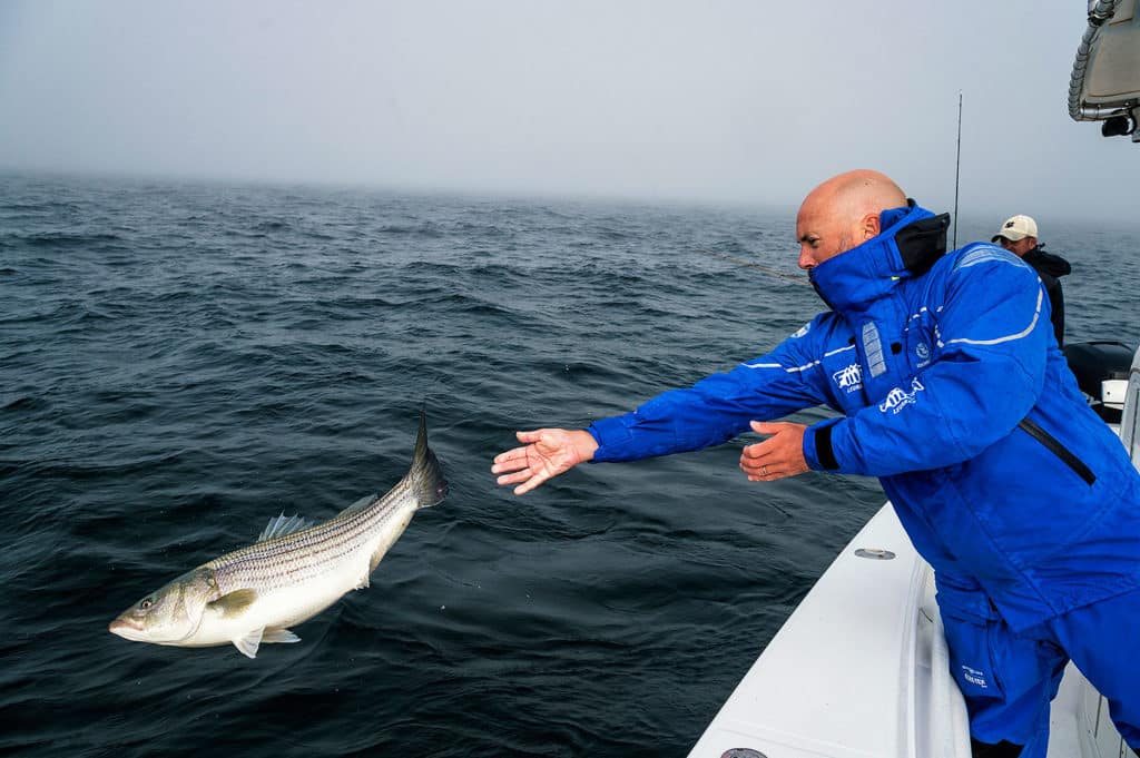 Dazzling fishing photography of Henry Gilbey - Cape Cod striped bass release