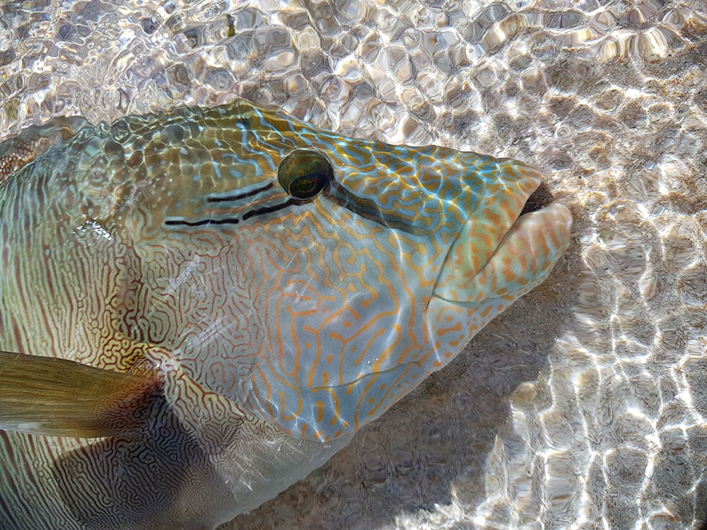 markings on wrasse anaa atoll