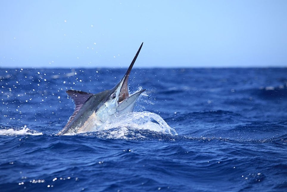 Jumping giant marlin