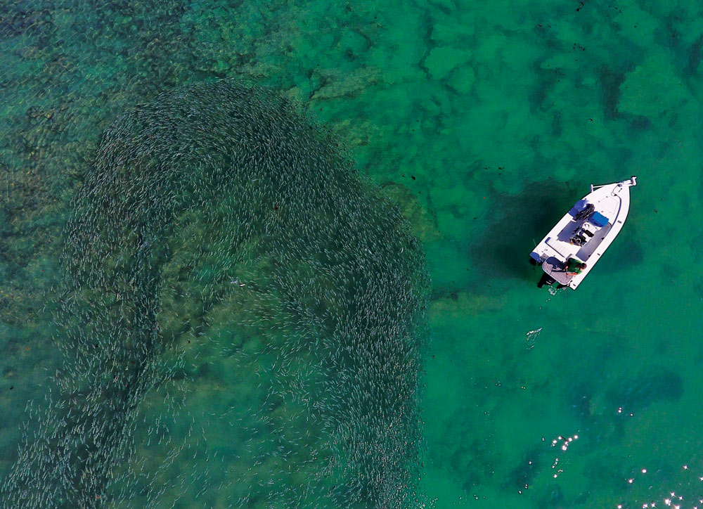 mullet-run-saltwater-flats-fishing-drone-photo-SPF1017-LCT.jpg