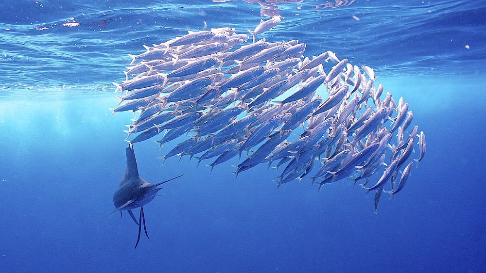 Sailfish swimming around a bait ball of sardines