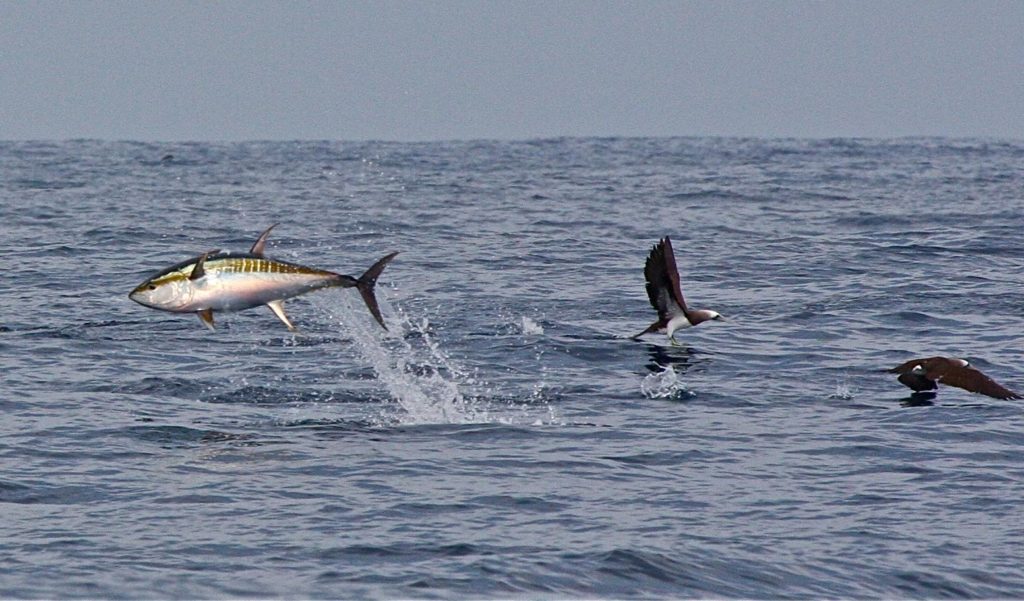 biggest tuna yellowfin fishing Puerto Vallarta Mexico