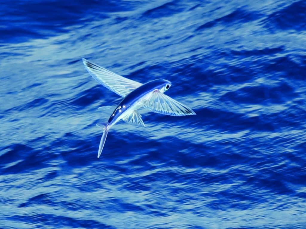 09 identifying flyingfish is difficult and many are named in the field. flying-fish watchers call this a fenestrated naffwing.jpg