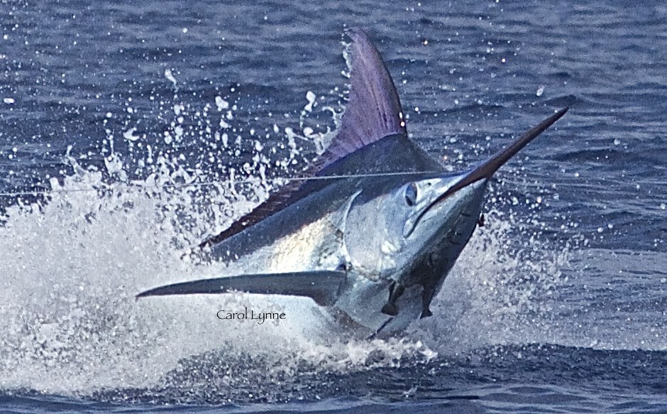 jumping blue marlin in Kona, Hawaii