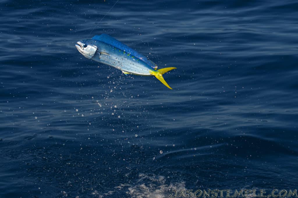 Florida Key West mahi dolphinfish jumping fish