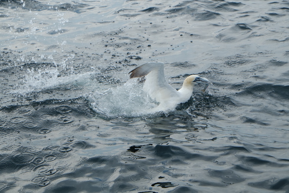 Red-footed booby bird PEI