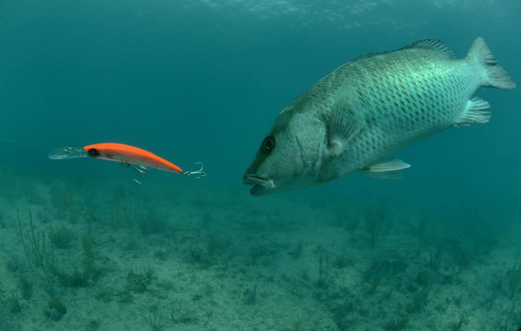 Snook fish and eyeing a twitchbait fishing lure