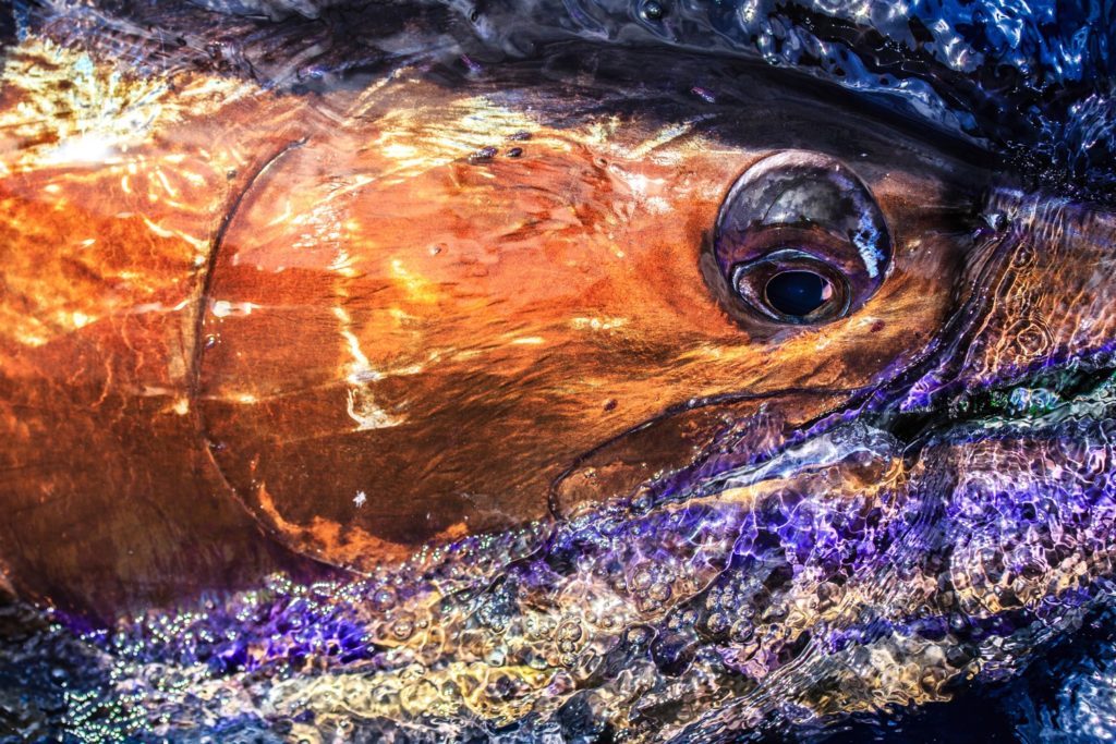 Billfish Action off Angola - a marlin