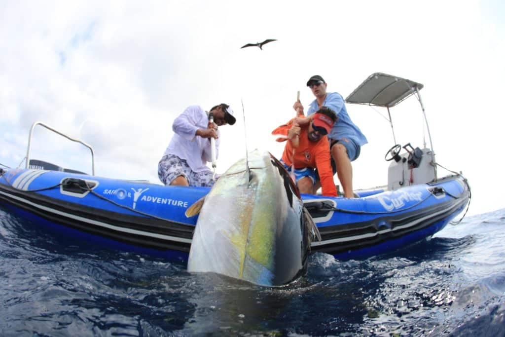 Ascension Island - huge tuna landed on an inflatable dingy