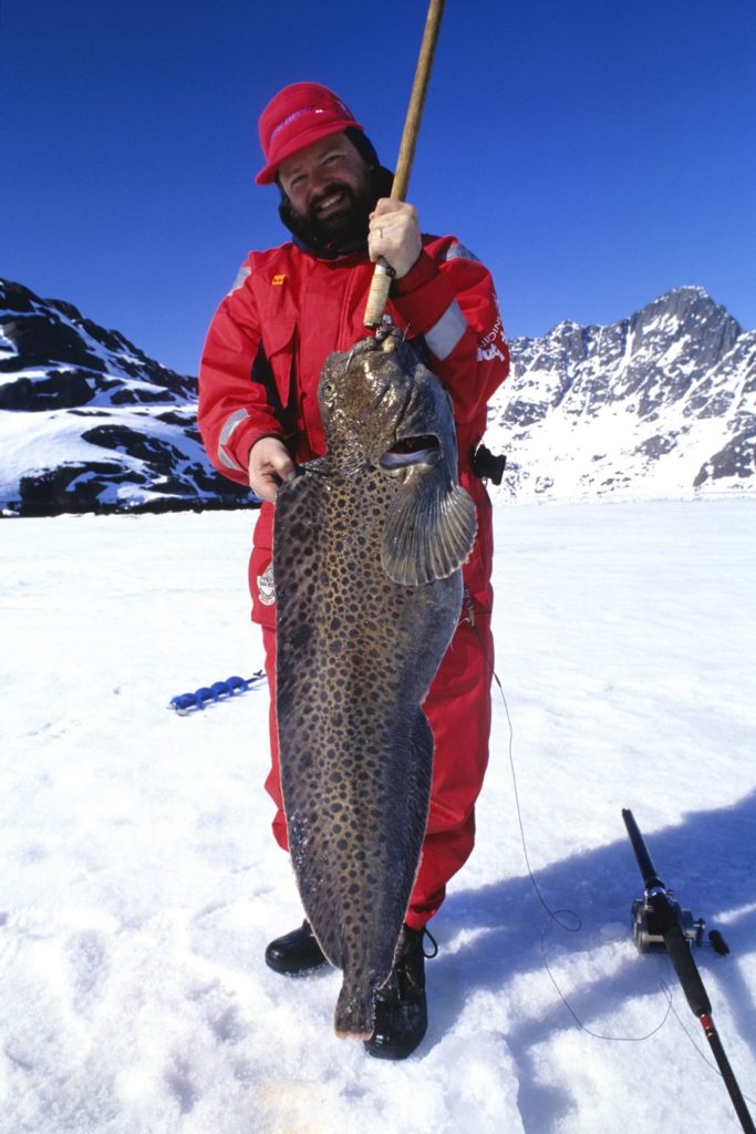 Greenland wolffish aka catfish