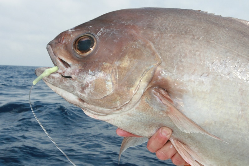 09_barrelfish_gulf_of_mexico_louisiana.jpg