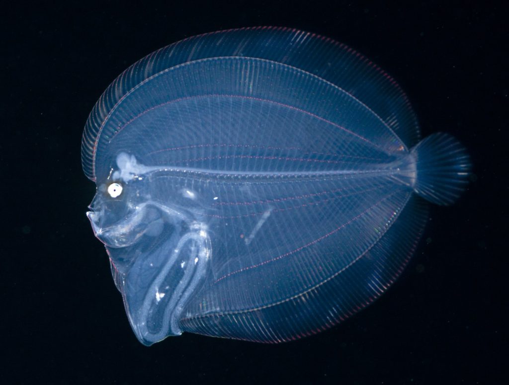 Larval flounder