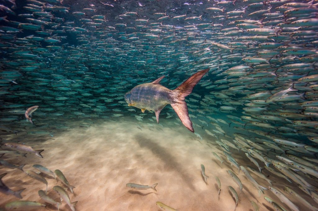 Underwater world of Florida Game Fish -- tarpon and mullet