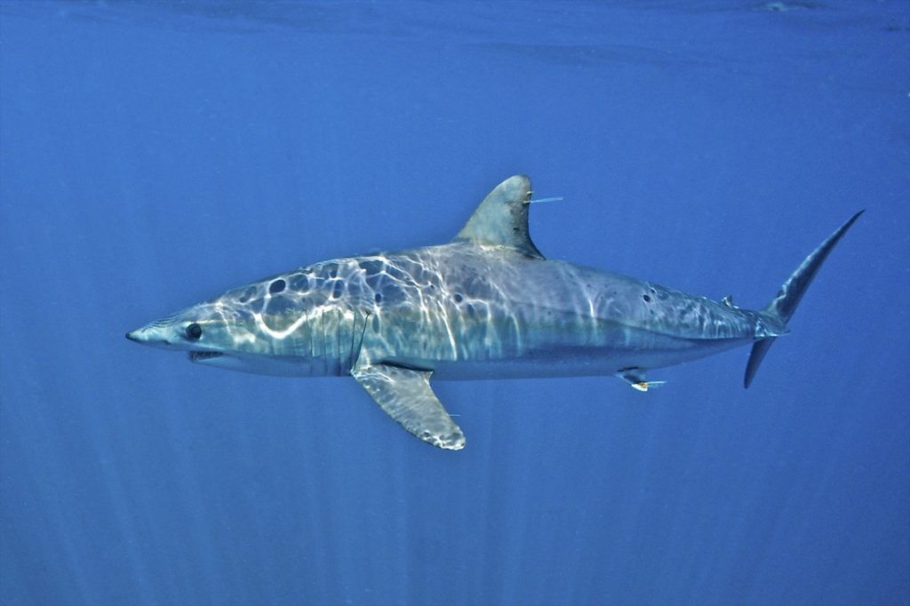 Mako shark underwater
