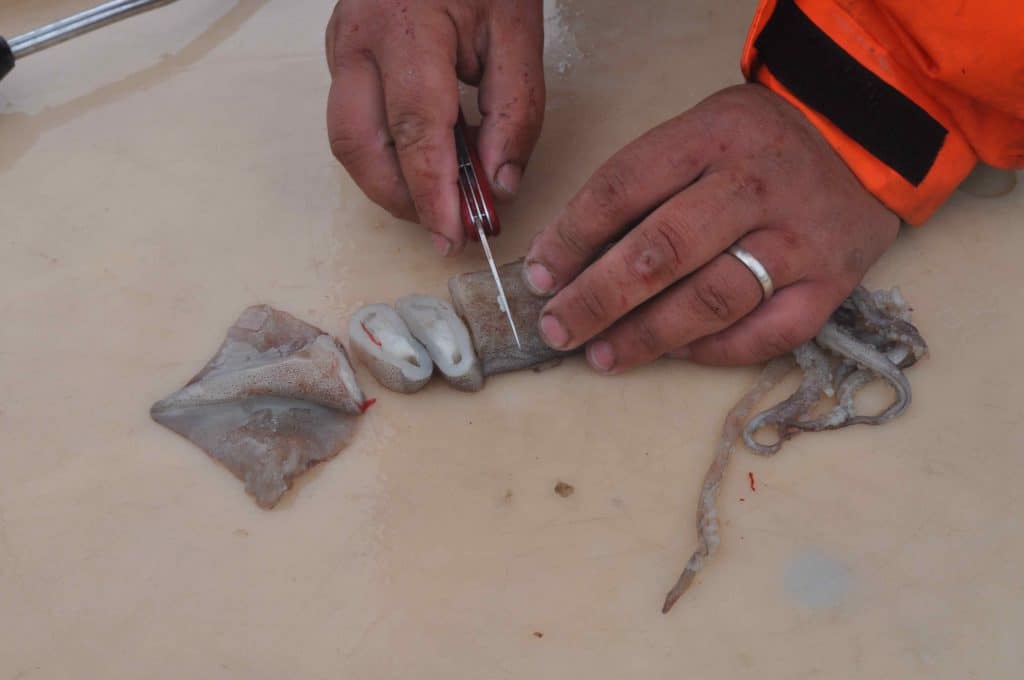 Cut squid wolffish fishing bait