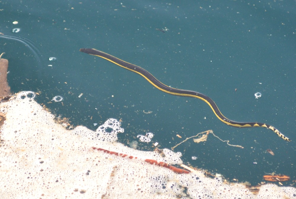dangerous sea snake