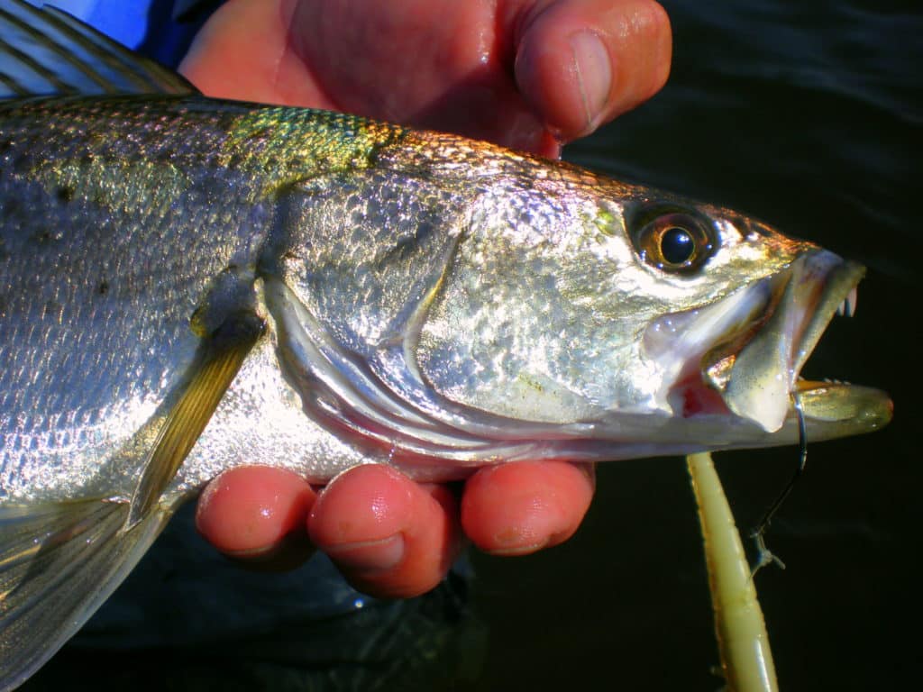 09_floridainshoreslam2trout4.jpg