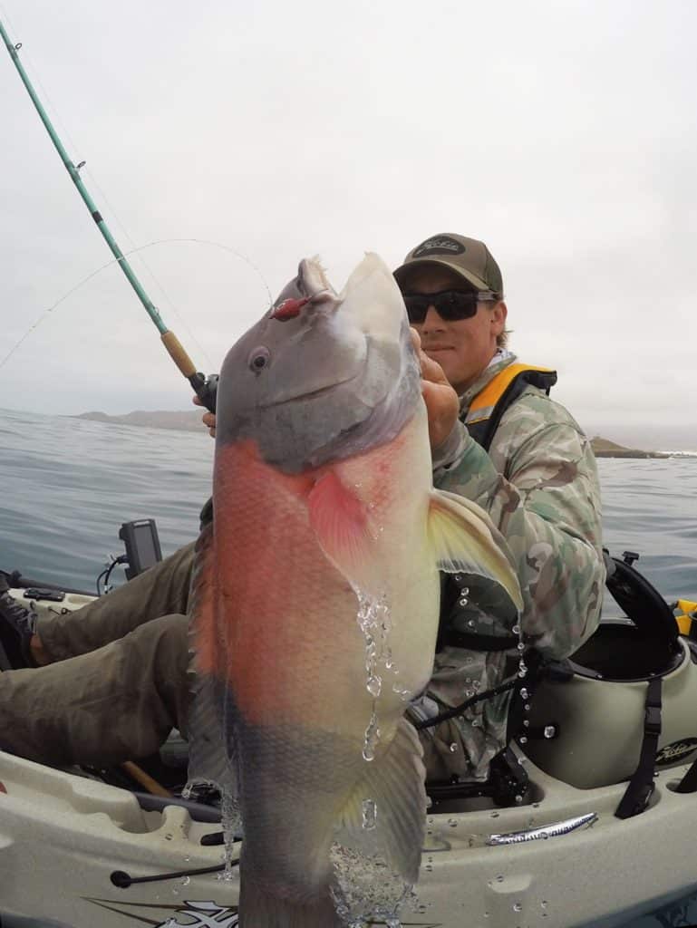 Kayak fishing Cedros Island, Baja -- big sheephead caught by kayak angler