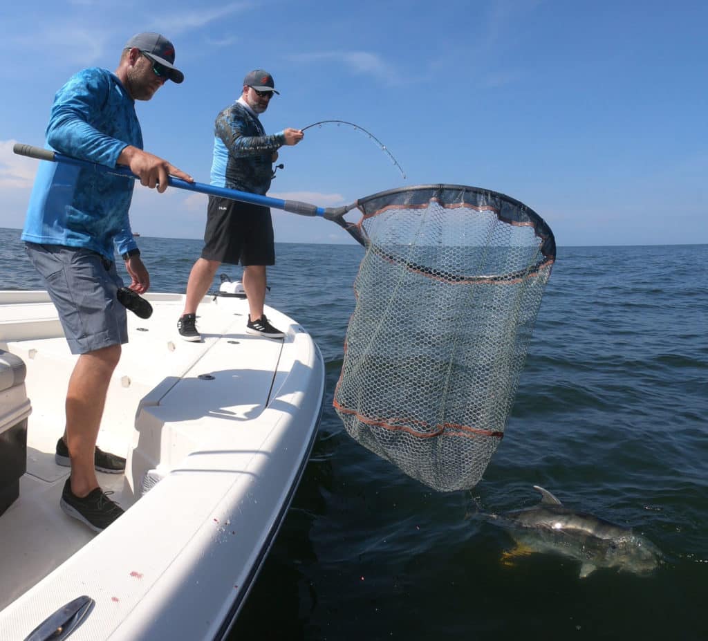 Industrial-size jack crevalle