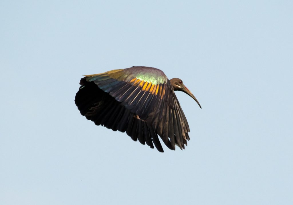 Fishing Gabon on the west African coast - a hadada ibis
